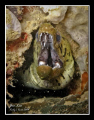 Silent Scream 